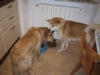 22 Aprile 2003 - Tami e Rocky