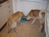 22 Aprile 2003 - Tami e Rocky