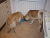 22 Aprile 2003 - Tami e Rocky