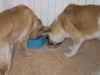 22 Aprile 2003 - Tami e Rocky