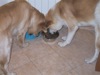22 Aprile 2003 - Tami e Rocky