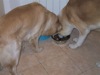 22 Aprile 2003 - Tami e Rocky