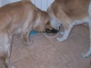 22 Aprile 2003 - Tami e Rocky