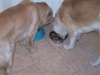 22 Aprile 2003 - Tami e Rocky