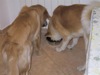 22 Aprile 2003 - Tami e Rocky