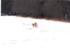 08 Gennaio 2003 - Champoluc