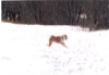 08 Gennaio 2003 - Champoluc