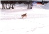 08 Gennaio 2003 - Champoluc
