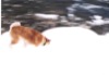 08 Gennaio 2003 - Champoluc