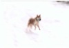 08 Gennaio 2003 - Champoluc