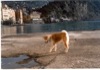 Camogli Febbraio 2003